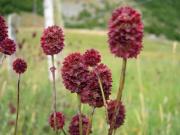 Sanguisorba officinalis L.